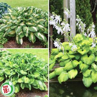 Hosta Collection 1 Thumbnail